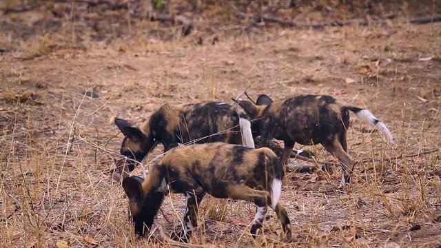 Pack of young African wild dog playing in Kruger National park, South Africa ; Specie Lycaon pictus family of Canidae