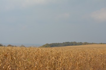 yellow autumn field of wheat