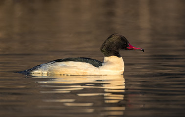 Goosander Swimming