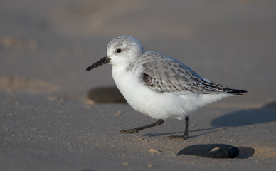 Sanderling on the Sand