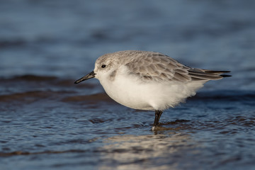 Sanderling on the Sand