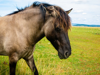 Pferde nachgezüchtete Rasse Konik Polski bei Roche Solutré im Burgund