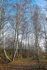 Late autumn in forest. Russian landscape. November 2019