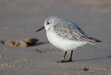 Sanderling on the Sand