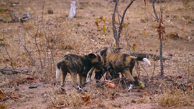 Pack of young African wild dog playing in Kruger National park, South Africa ; Specie Lycaon pictus family of Canidae