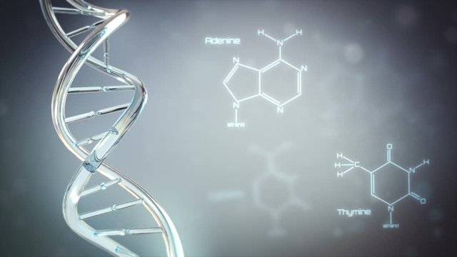 DNA with space for text. 3 videos in 1 file. DNA double helix animation with Guanine, Adenine, Thymine and Cytosine formulas. Each video is loopable. More options in my portfolio.
