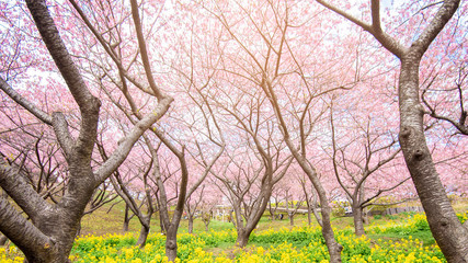 Beautiful Cherry Blossom in Matsuda , Japan