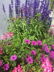 flowers in the garden