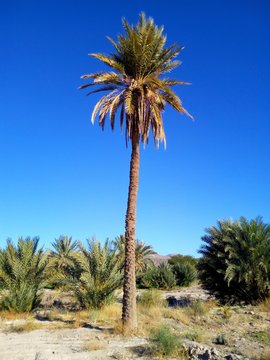A tall palm under the bright sunlight