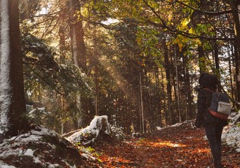 autumn in the forest