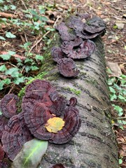 fungus on a tree