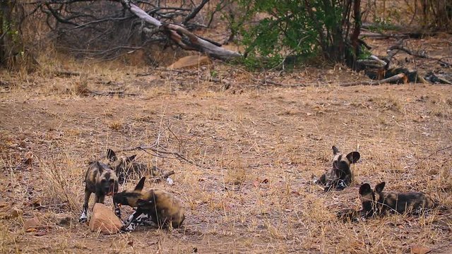 Pack of young African wild dog playing in Kruger National park, South Africa ; Specie Lycaon pictus family of Canidae