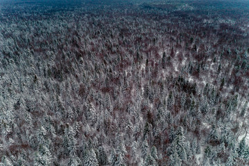 Picturesque winter forest, snow-covered Christmas trees, top view.