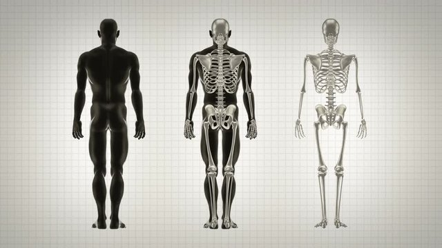 Three full length human bodies. Alpha matte. Black and White background. Highly detailed human body and skeleton turning. Loopable. More options in my portfolio.     