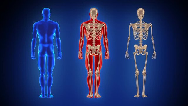 Three full length human bodies. Loopable. Alpha matte. Blue background. Highly detailed human body and skeleton turning. More color options in my portfolio.     