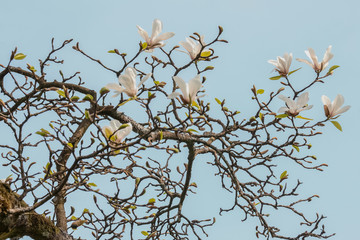 Weiße Magnolienblüten, magnolia soulangiana