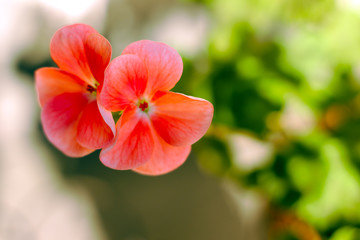 red flower in the garden close-up