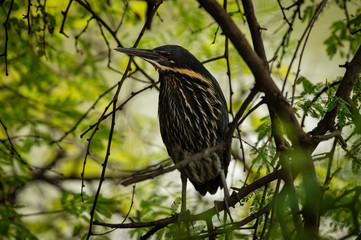 Black bittern or Ixobrychus flavicollis portrait during winter migration at keoladeo national park,...