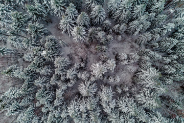 Beautiful scenic winter forest with snow-covered trees, aerial view.