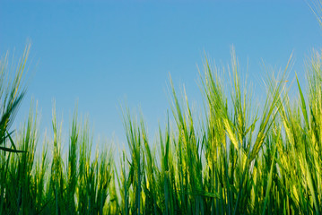green spikelets against the blue sky in summer. green spikelets in summer close up