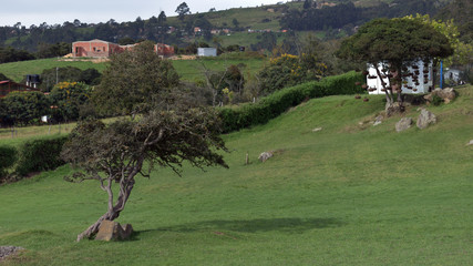 Rural Nature with Grass and Trees