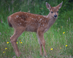 Mule Deer Fawn