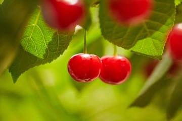 Red berries of a sweet cherry on a branch