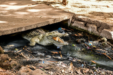 Katchikally Crocodile Pool in Gambia