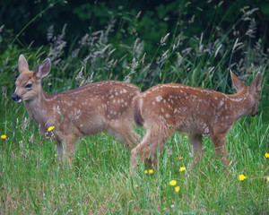 Twin Mule Deer