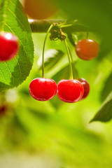 Sweet cherry red berries on a tree branch