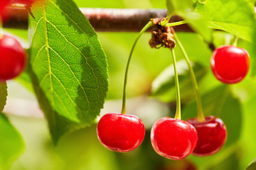 Sweet cherry red berries on a tree branch