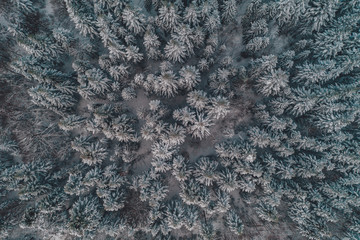 Aerial view of winter forest, trees covered with snow.