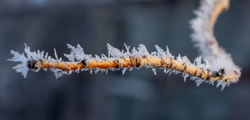 Macro tree in winter with frozen ice crystals. Close up snow