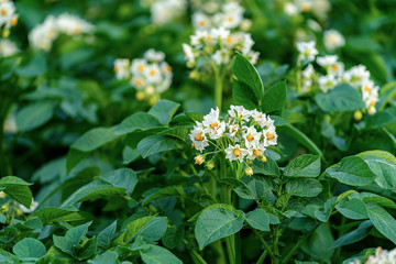 Flowering potatoes growing in a field in rural Prince Edward Island, Canada.