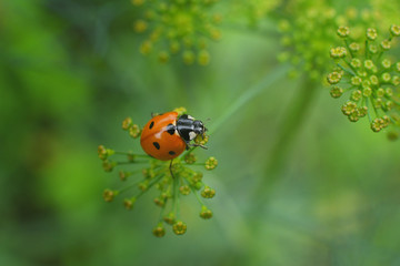 ladybug on dill inflorescence.Close up.Copy spase.Macro