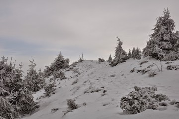 winter landscape with trees and snow