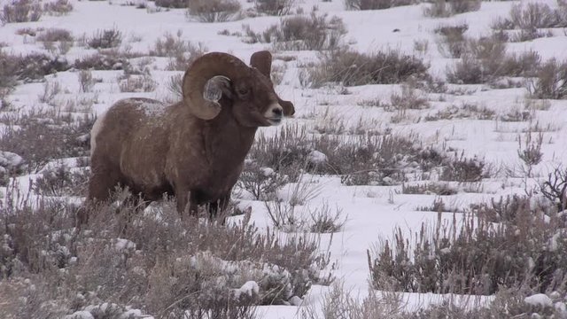 Rocky Mountain Bighorn Sheep Ram in Winter