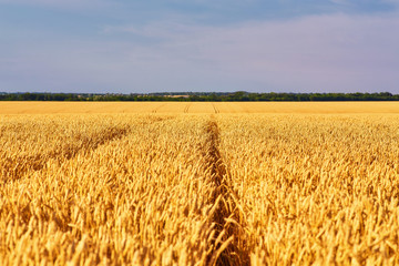 Naklejka premium Field of Golden wheat under the blue sky