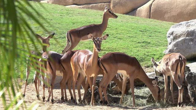 Impala (Aepyceros melampus). Antelopes and eat hay