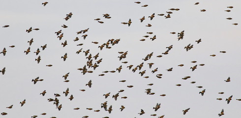 Flock of birds, Common Chaffinch, Fringilla coelebs