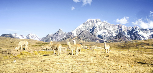 Ausangate trek in Peru mountains with llamas