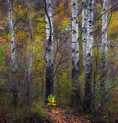 Group of birch trees surrounding a lonely fern plant in forest 