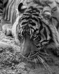 Obraz premium Sumatran Tigress