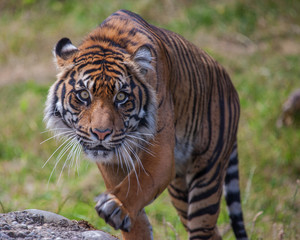 Fototapeta na wymiar Sumatran Tigress