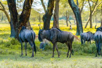 Naklejka na ściany i meble Wild african Gnus grasing in Masai Mara National Park