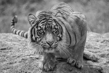 Sumatran Tigress