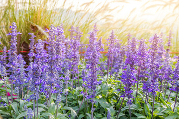 Beautiful Purple flower with glass flower and yellow blooming in garden when morning sun