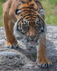 Sumatran Tigress