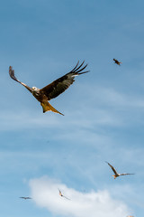 Red Kite