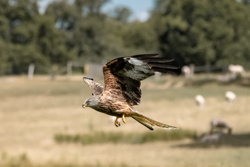 Red Kite